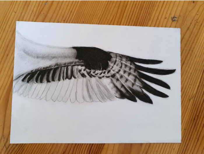 Flügel zeichnen: Einfach Schritt für Schritt einen Flügel zeichnen
