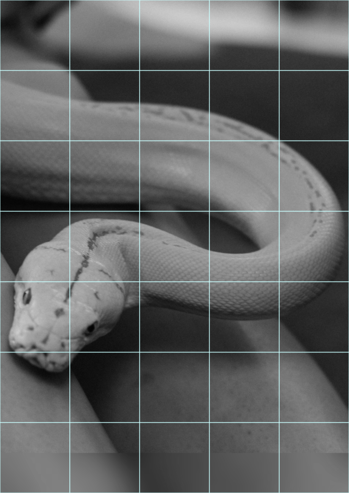 Schlange zeichnen: Schritt für Schritt zum schuppigen Reptil