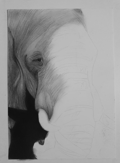 Elefant Schatten zeichnen