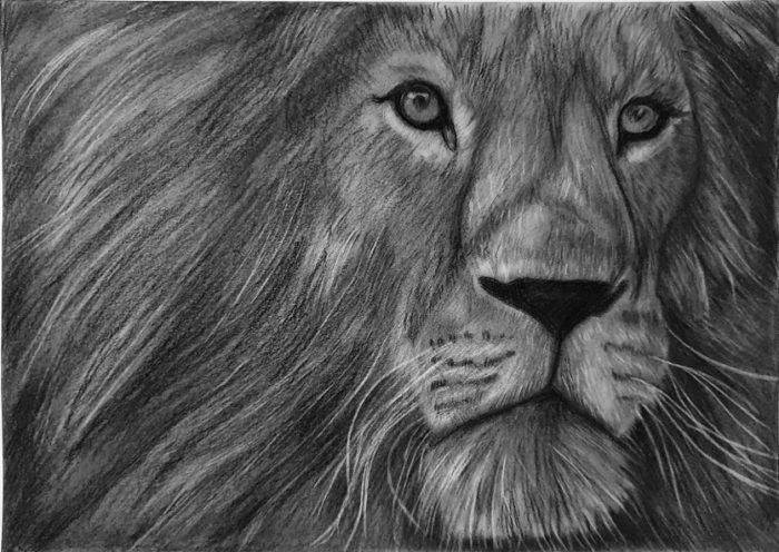 Löwe zeichnen: Einfach einen Löwenkopf zeichnen