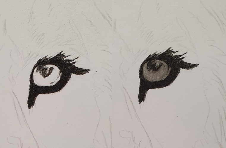 Löwenkopf Augen zeichnen